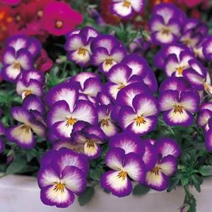 Ultima Radiance Violet Pansy - Container