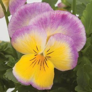 Ultima Radiance Lilac Pansy - Bloom