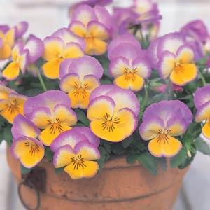 Ultima Radiance Lilac Pansy - Container