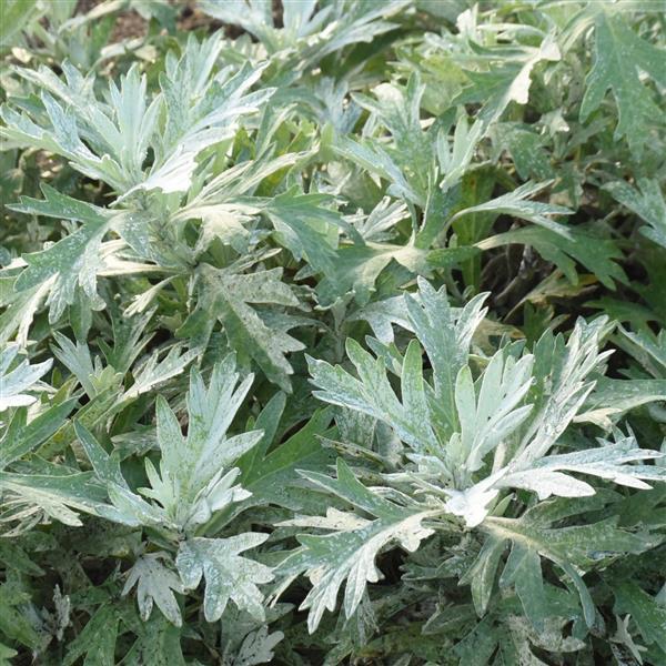 Silver Lining' - White Sagebrush - Artemisia hybrid