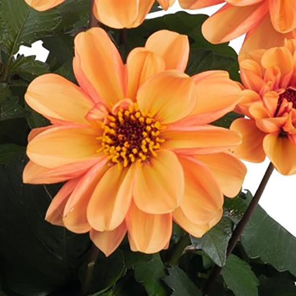 Revelation Soft Orange Dahlia - Bloom
