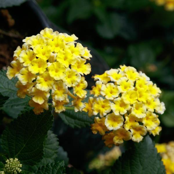 SunDance™ Yellow Lantana - Bloom
