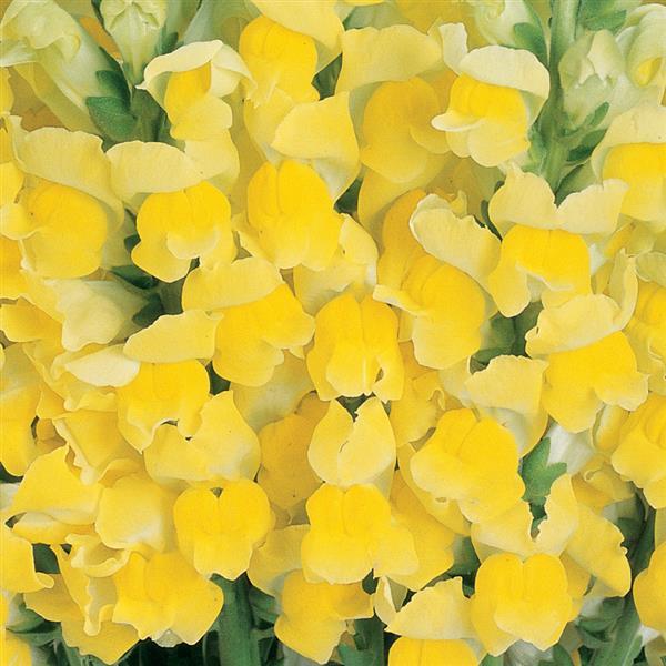 Cool Yellow Snapdragon - Bloom