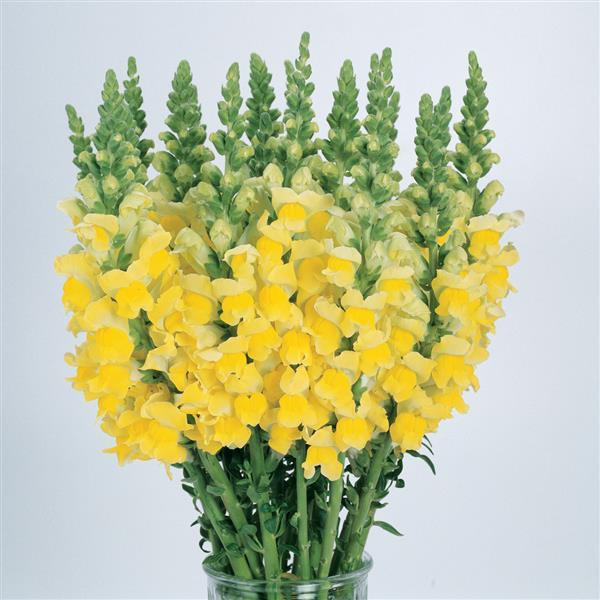 Cool Yellow Snapdragon - Cutflower