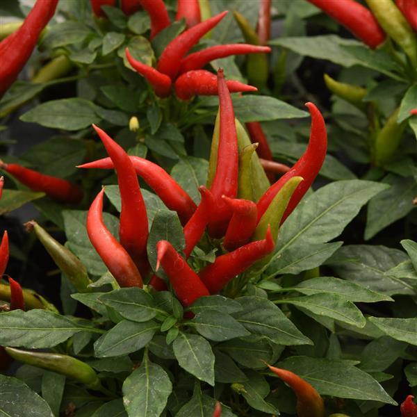 Santos Red Ornamental Pepper - Bloom