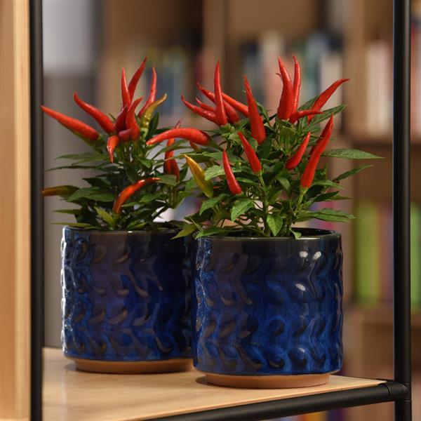 Santos Red Ornamental Pepper - Container