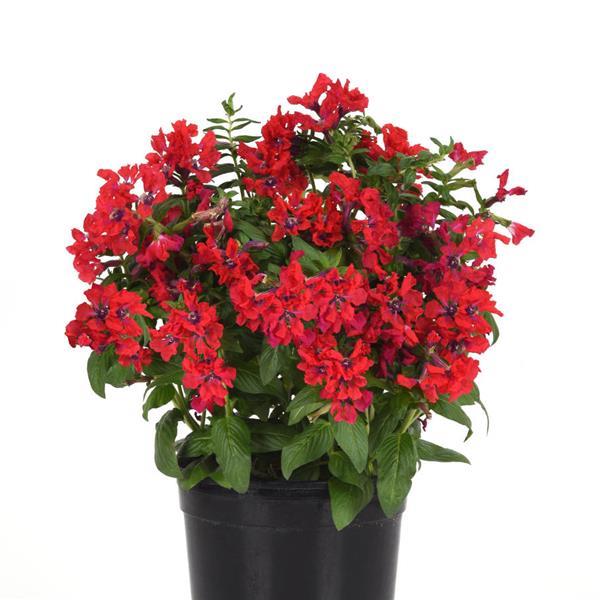 Sweet Talk™ Red Cuphea - Container