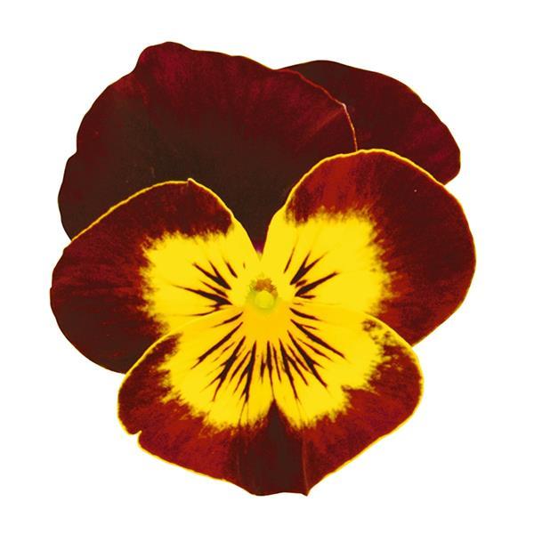 Admire Red Yellow Face Viola - Bloom