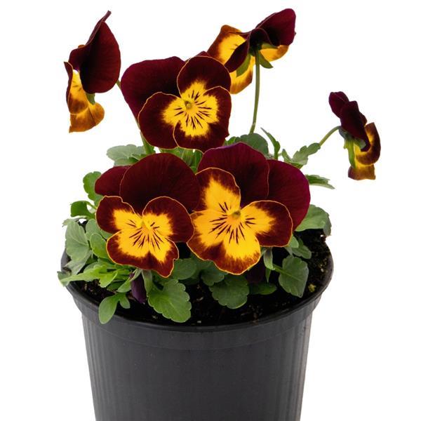 Admire Red Yellow Face Viola - Container