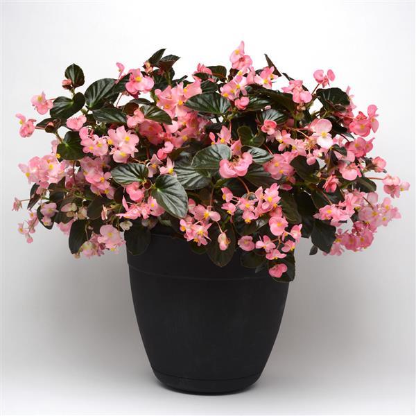 Megawatt™ Pink Bronze Leaf Begonia - Container