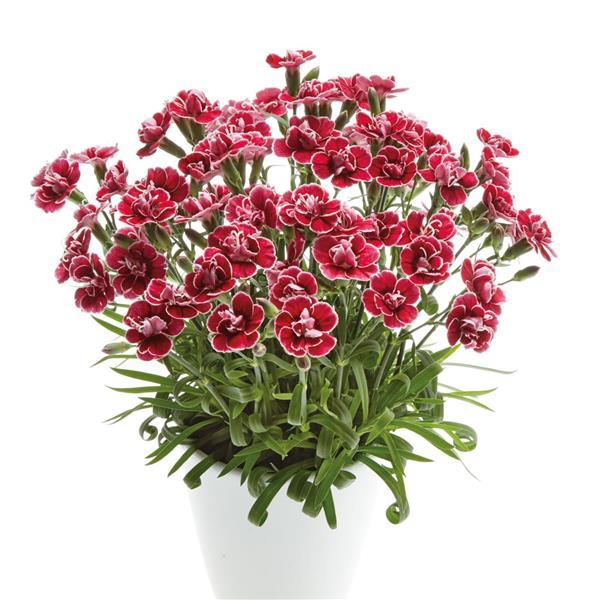 Capitán™ Red White Edge Dianthus - Container