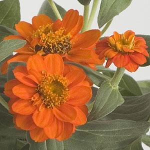 Profusion Double Fire Zinnia - Bloom