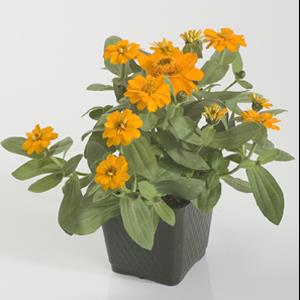 Profusion Double Golden Zinnia - Container