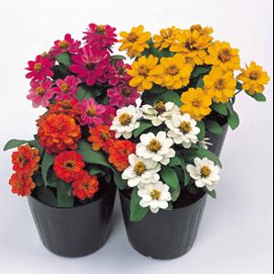 Profusion Double Mix Zinnia - Container