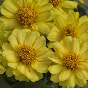 Profusion Double Yellow Zinnia - Bloom