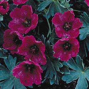 Geranium cinereum Purple Pillow - Bloom