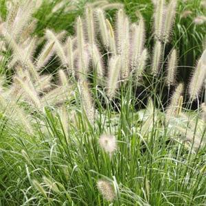 Grass Pennisetum setaceum  - Bloom