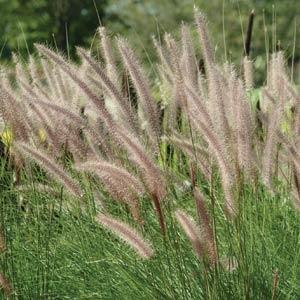 Grass Pennisetum setaceum  - Landscape