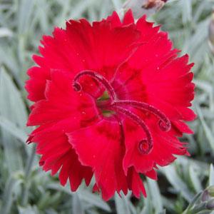 Dianthus Red Beauty - Bloom
