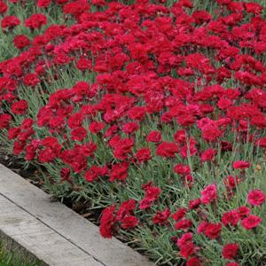 Dianthus Red Beauty - Landscape