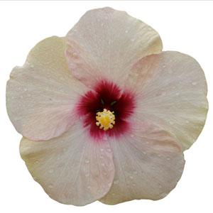 HibisQs® Adonis Pearl Hibiscus - Bloom