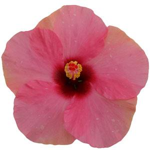 HibisQs® Adonis Pink Hibiscus - Bloom