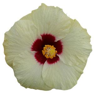 HibisQs® Boreas White Hibiscus - Bloom