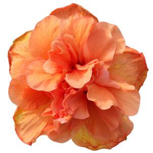HibisQs® Laluna Hibiscus - Bloom