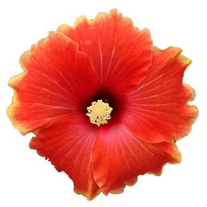 HibisQs® Multi-Tropic Orange Hibiscus - Bloom