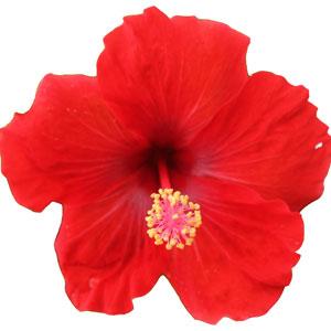 HibisQs® Multi-Tropic Red Hibiscus - Bloom