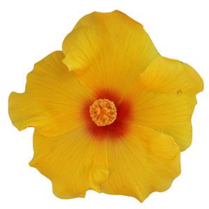 HibisQs® Multi-Tropic Yellow Hibiscus - Bloom