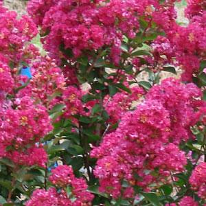 Enduring Summer Fuchsia Lagerstroemia - Bloom