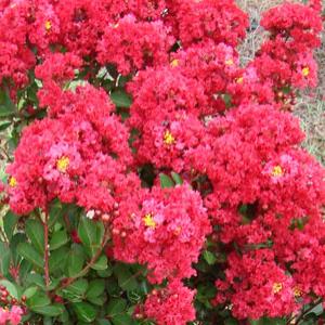 Enduring Summer Red Lagerstroemia - Bloom