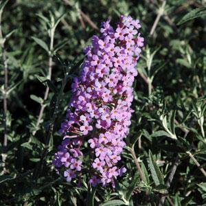 Flutterby Flow® Lavender Buddleia - Bloom