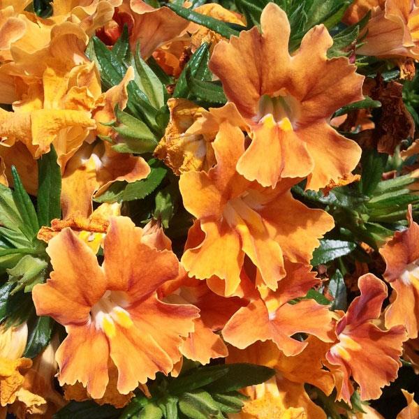 Mimulus Burst Orange Improved - Bloom