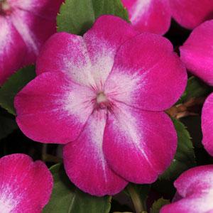 Enlighten Cranberry Burst Impatiens - Bloom