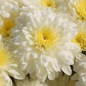 Aspen White Garden Mum - Bloom
