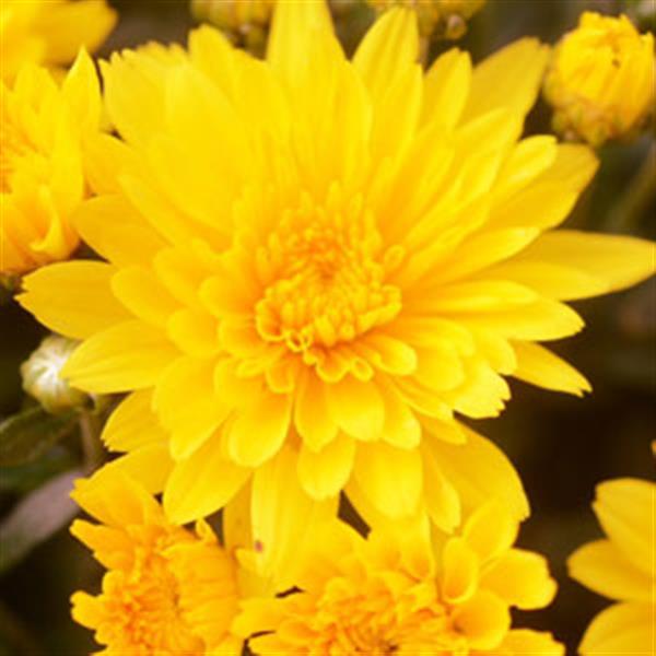 Gold Riot Yellow Garden Mum - Bloom