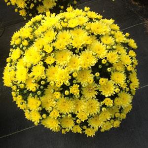 Moonglow Yellow Garden Mum - Container