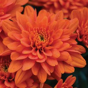 Orange Zest Garden Mum - Bloom