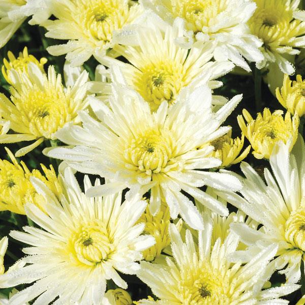 Starburst White Garden Mum - Bloom