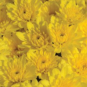 Sunrise Yellow Garden Mum - Bloom