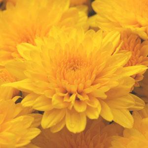 Yellow Tang Garden Mum - Bloom