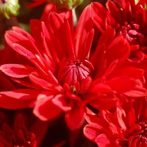 Stellar Red Garden Mum - Bloom