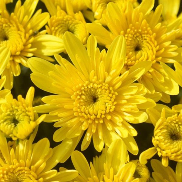 Avalon Sunny Yellow Garden Mum - Bloom