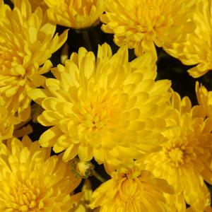 Goldmine Yellow Garden Mum - Bloom