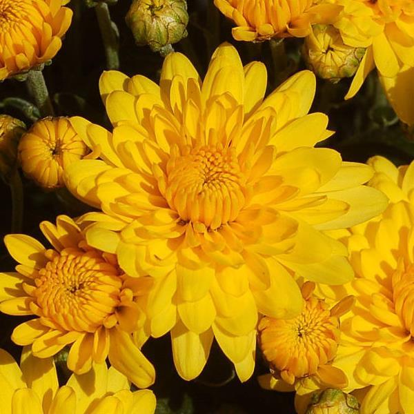 Sundance Yellow Garden Mum - Bloom