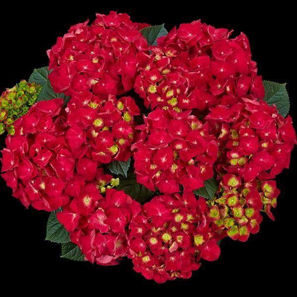 Speedy Red Improved Hydrangea macrophylla - Bloom