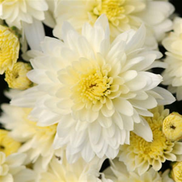 Butter N' Cream White Garden Mum - Bloom