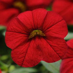 Isabells Bright Red Calibrachoa - Bloom